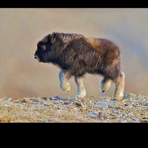 Meet your Posher, Bradley